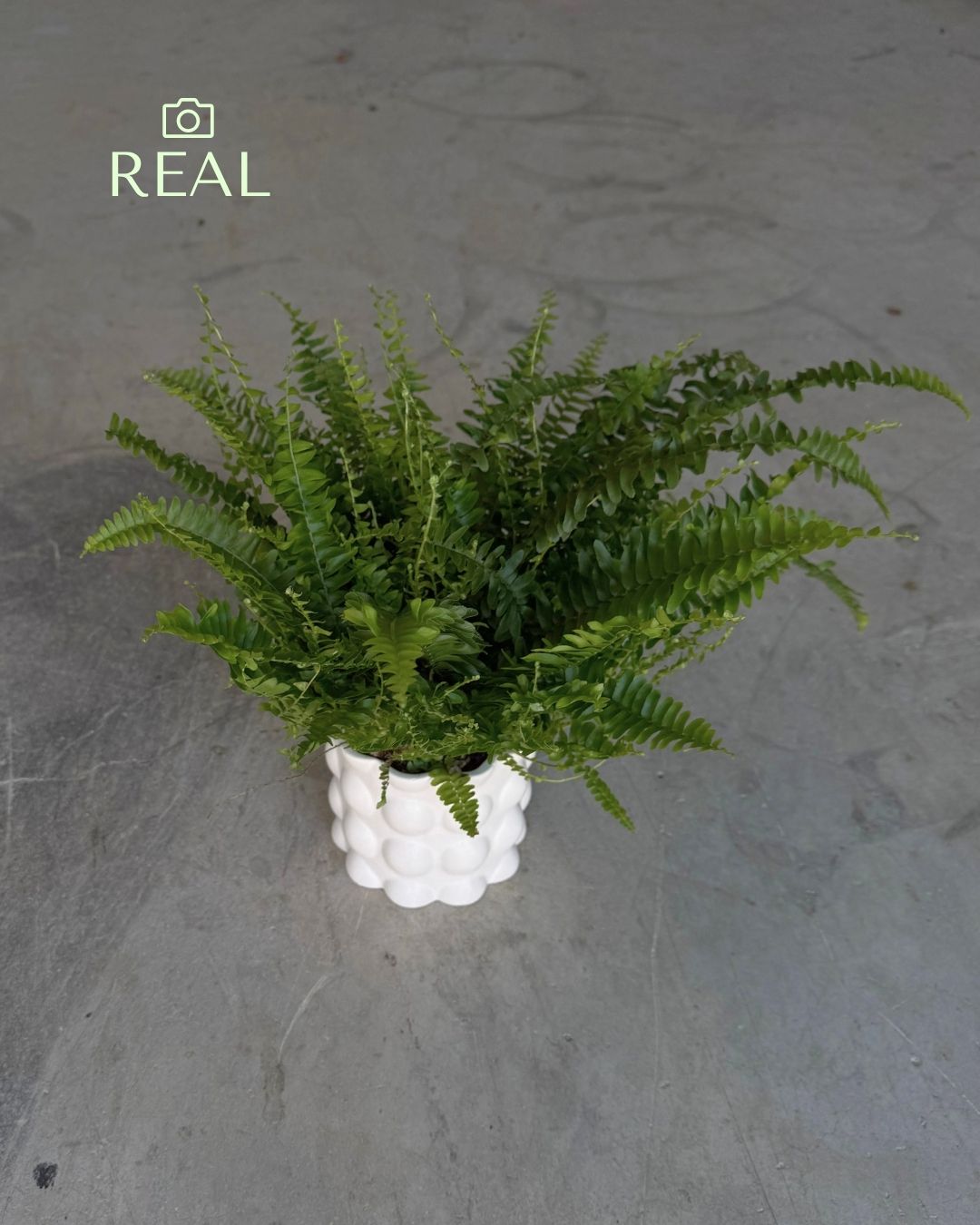 Bob – Maceta Cerámica Blanca M 12 cm - Pur Plant