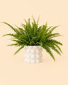 Bob – Maceta Cerámica Blanca M 12 cm - Pur Plant