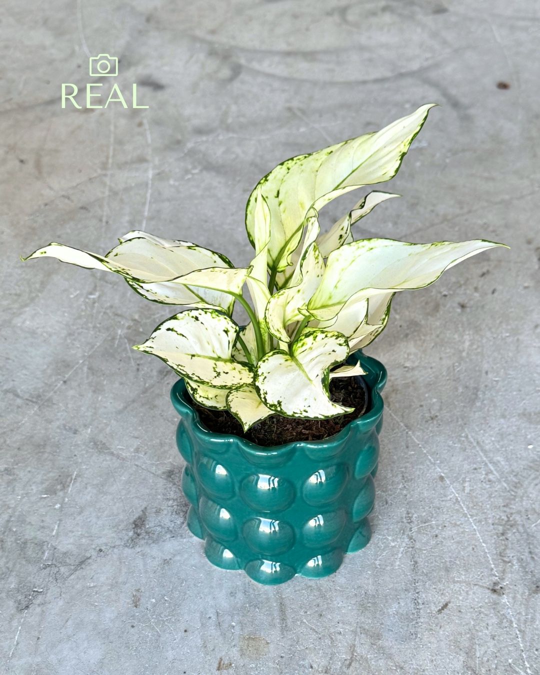 Bob – Maceta Cerámica Esmeralda M 12 cm - foto real - Pur Plant