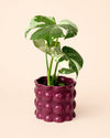 Bob – Maceta Cerámica Magenta M 12 cm - Pur Plant