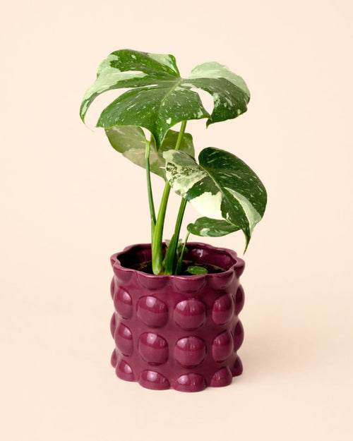 Bob – Maceta Cerámica Magenta M 12 cm - Pur Plant