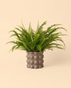 Bob – Maceta Cerámica Marrón Mate M 12 cm - Pur Plant