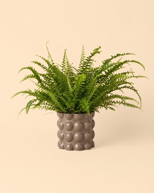 Bob – Maceta Cerámica Marrón Mate M 12 cm - Pur Plant