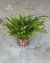 Bob – Maceta Cerámica Marrón Mate M 12 cm - Pur Plant