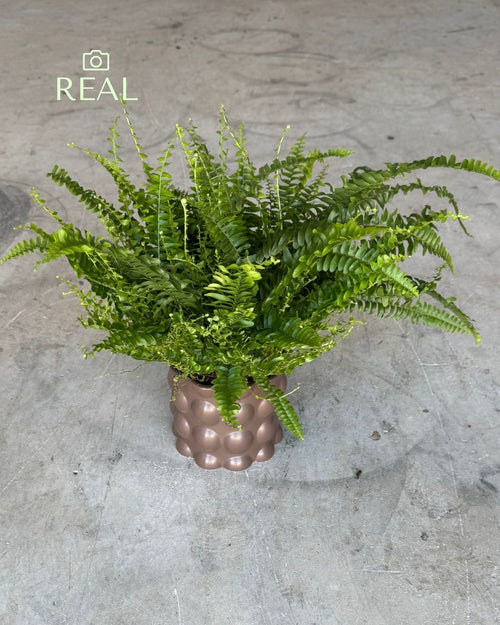 Bob – Maceta Cerámica Marrón Mate M 12 cm - Pur Plant
