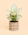 Bob – Maceta Cerámica Moca M 12 cm - Pur Plant
