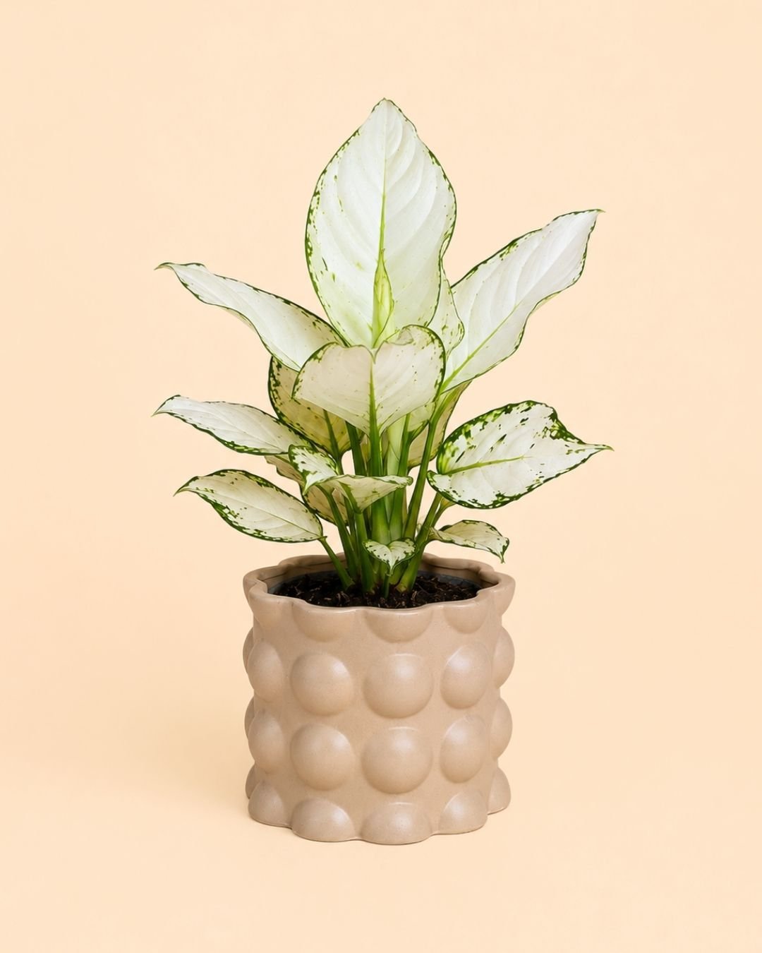 Bob – Maceta Cerámica Moca M 12 cm - Pur Plant