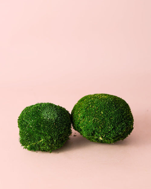 Bolas de Musgo Preservado - Pur Plant
