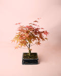 Bonsai Acer
