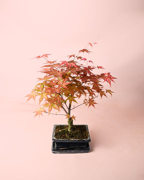 Bonsai Acer