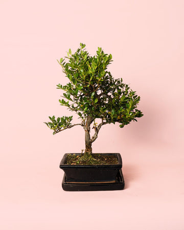 Bonsai Carmona Retusa Macrophylla