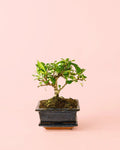 Bonsai com Vaso de Cerâmica e Prato