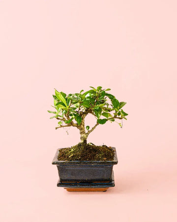 Bonsai com Vaso de Cerâmica e Prato