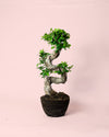 Bonsái Ficus Ginseng XL - Pur Plant