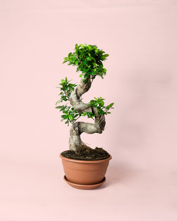 Bonsai Ficus Ginseng XL