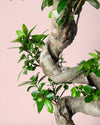 Bonsái Ficus Ginseng XL - Pur Plant