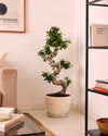 bonsai-ficus-ginseng-xl-context