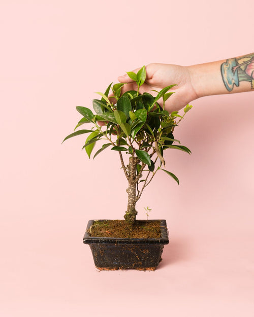 Bonsái Ficus Retusa - Pur Plant