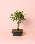 Bonsai Ficus Retusa