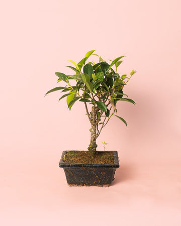 Bonsai Ficus Retusa