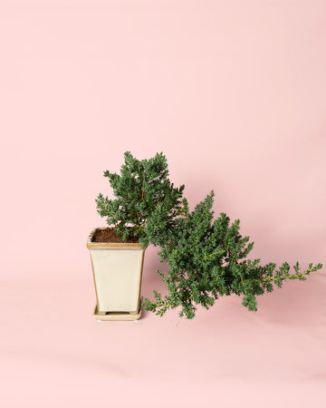 Bonsai Junípero em Cascata