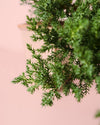Bonsái Juniperus Cascade - Pur Plant