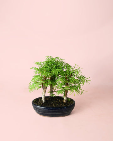 Bonsai Metasequoia