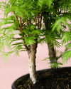 Bonsái Metasequoia - Pur Plant