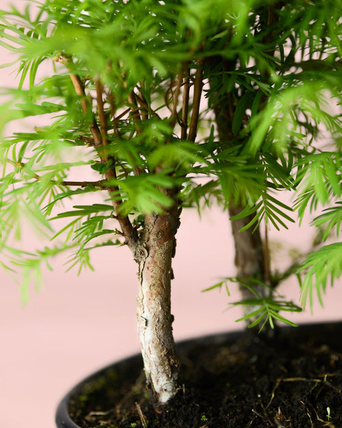 Bonsái Metasequoia - Pur Plant