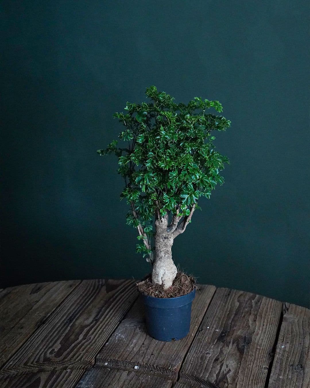 Bonsái Polyscias Fruticosa M - Pur Plant