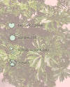 Bonsái Polyscias Fruticosa M - Pur Plant