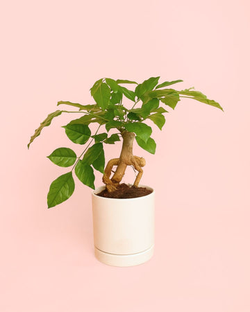 Bonsai Radermachera Sinica + vaso cerâmica branco