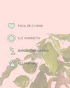 Bonsái Radermachera Sinica + maceta cerámica blanca - Pur Plant
