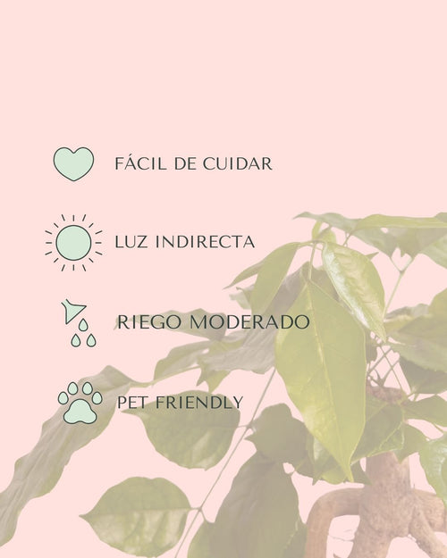 Bonsái Radermachera Sinica + maceta cerámica blanca - Pur Plant