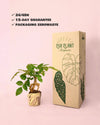 Bonsái Radermachera Sinica + maceta cerámica blanca - Pur Plant