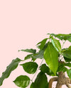 Bonsái Radermachera Sinica + maceta cerámica negra - Pur Plant