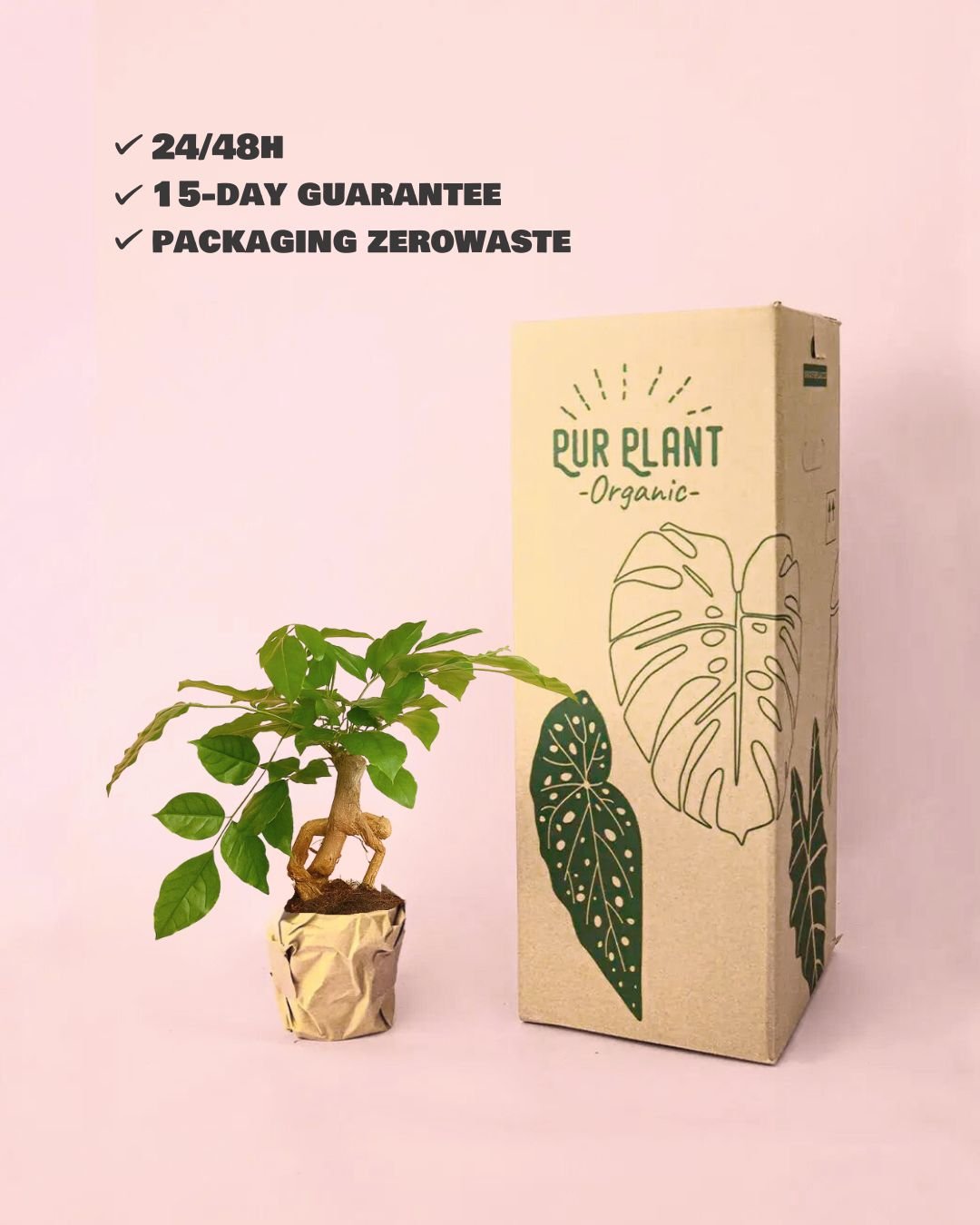 Bonsái Radermachera Sinica + maceta cerámica negra - Pur Plant