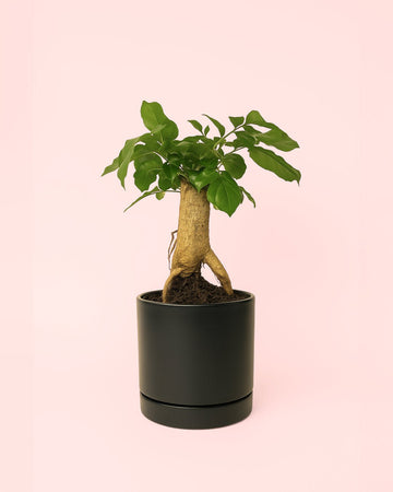 Bonsai Radermachera Sinica + vaso cerâmico preto
