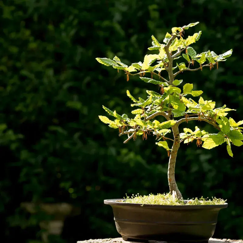 bonsai-tipos