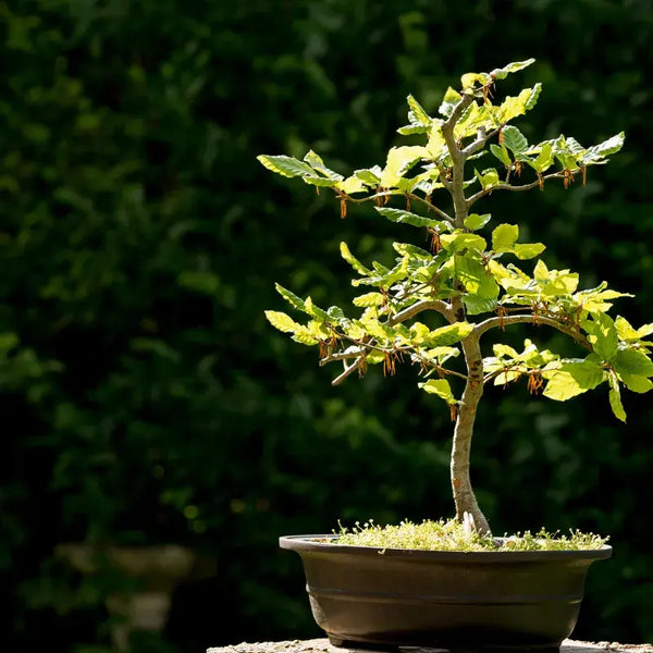 Tipos de Bonsai
