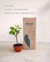 Bonsái Higuera Ficus Carica L en su packaging de envío de Pur Plant