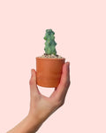 Mini Cacto Booby