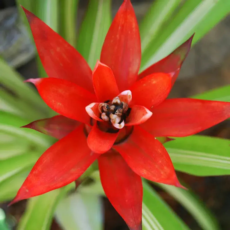bromelia-cuidados