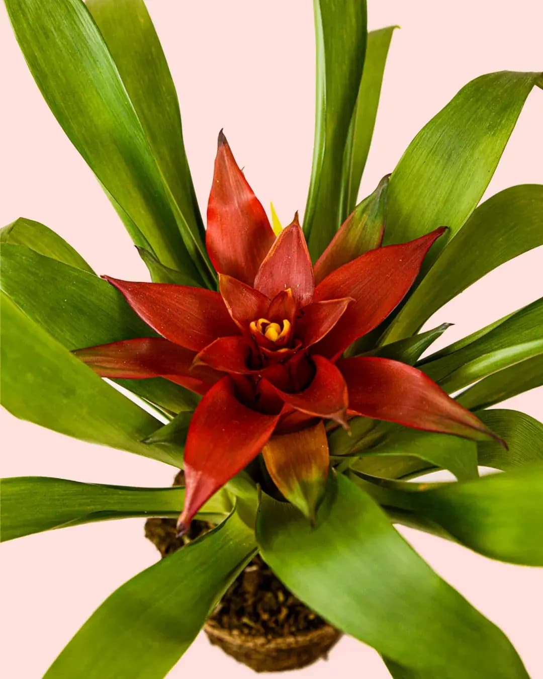 Bromelia Guzmania Mix - Pur Plant