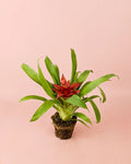 Bromélia Guzmania Mix