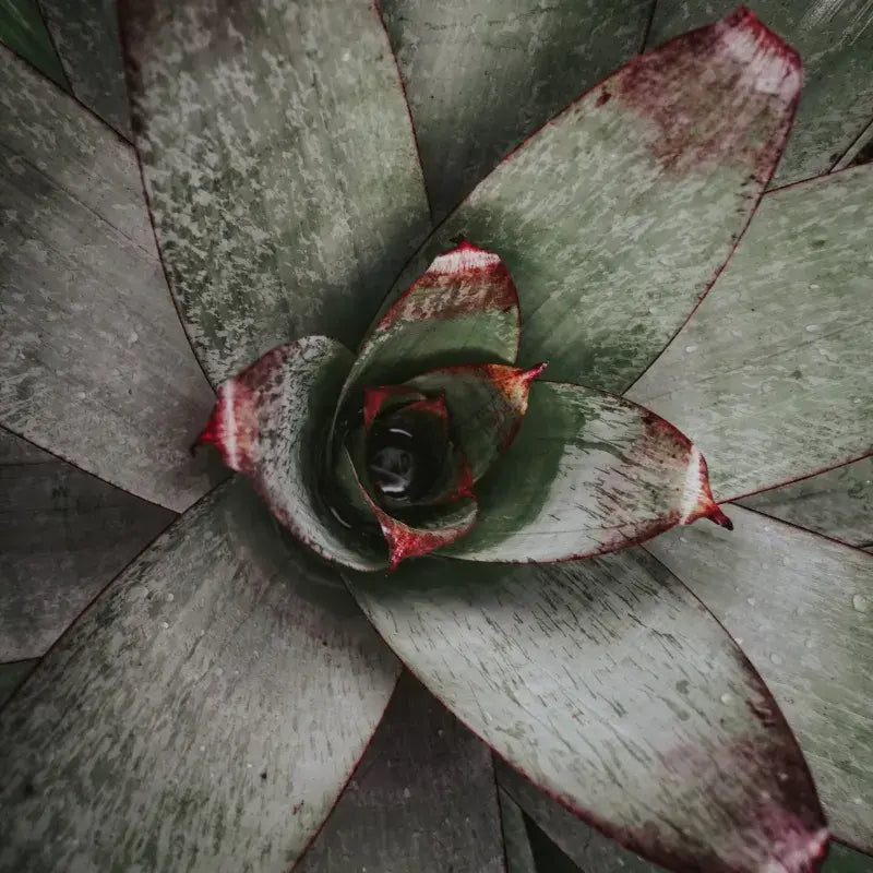 bromelia-problemas
