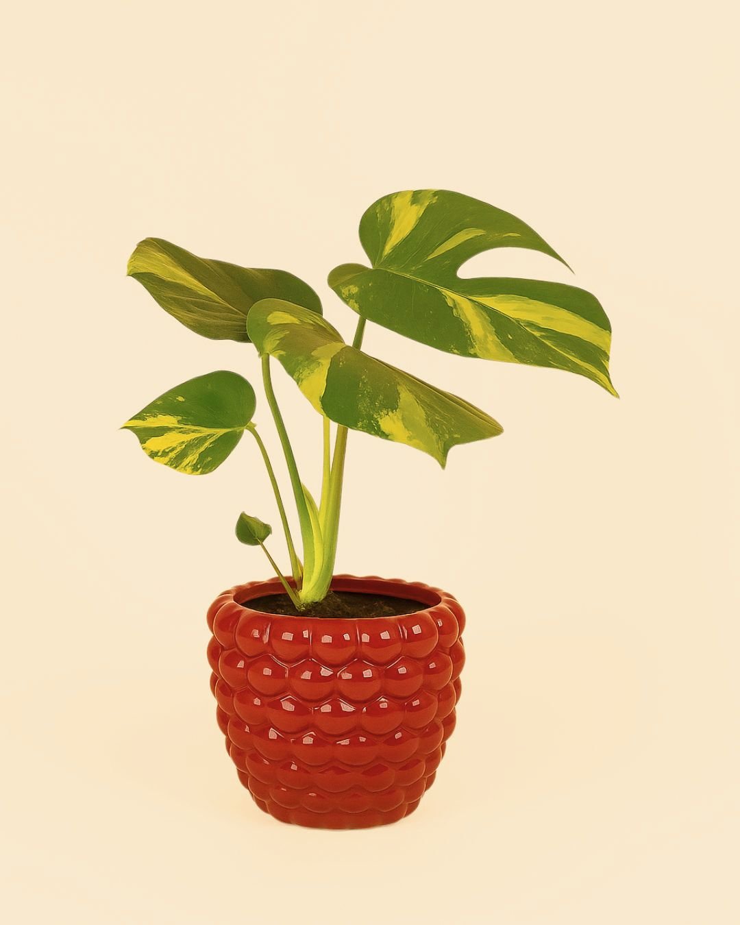 Bubble – Maceta Cerámica Roja 12 cm - Pur Plant