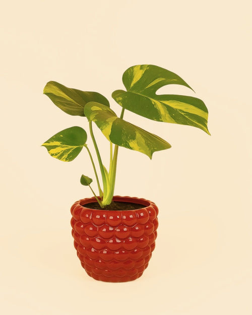 Bubble – Maceta Cerámica Roja 12 cm - Pur Plant
