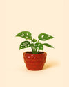 Bubble – Mini Maceta Roja 6 cm - Pur Plant