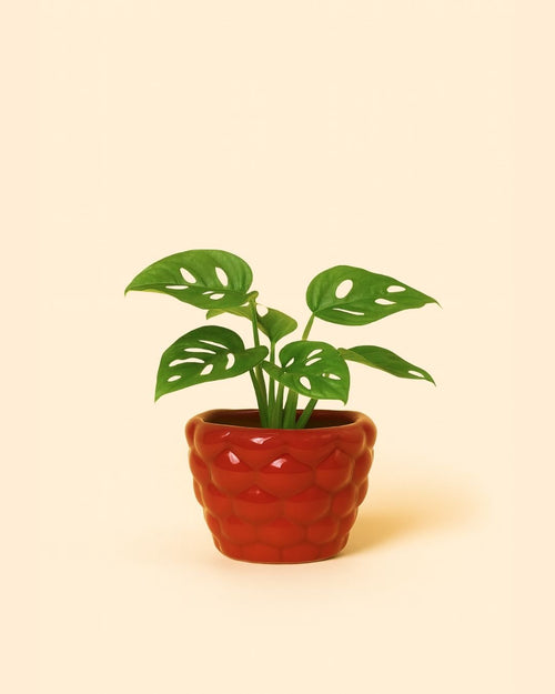 Bubble – Mini Maceta Roja 6 cm - Pur Plant